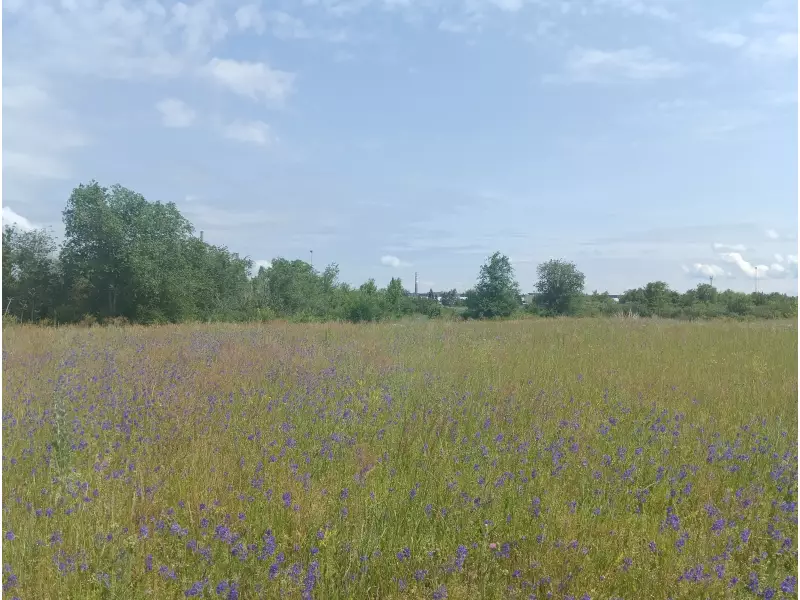 О бывшей свалке в районе ПАО «АвтоВАЗ»