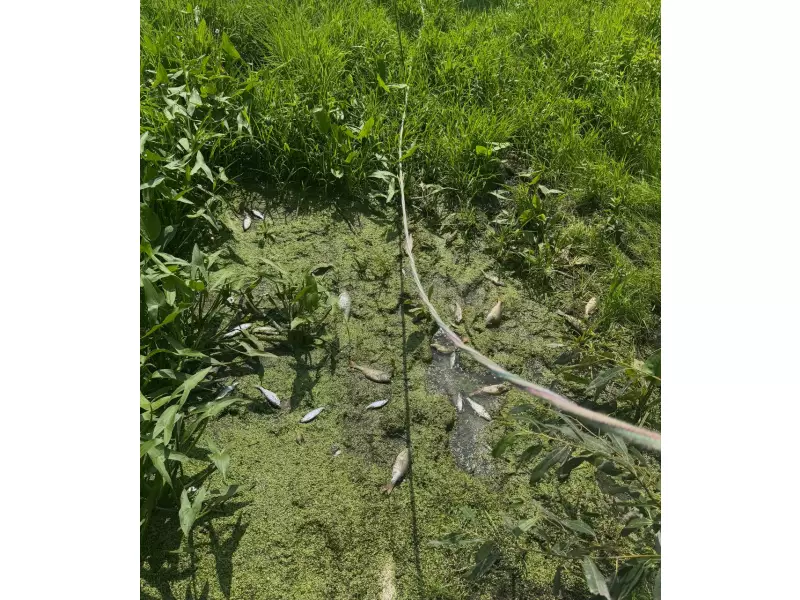 Замор рыбы на р. Падовка