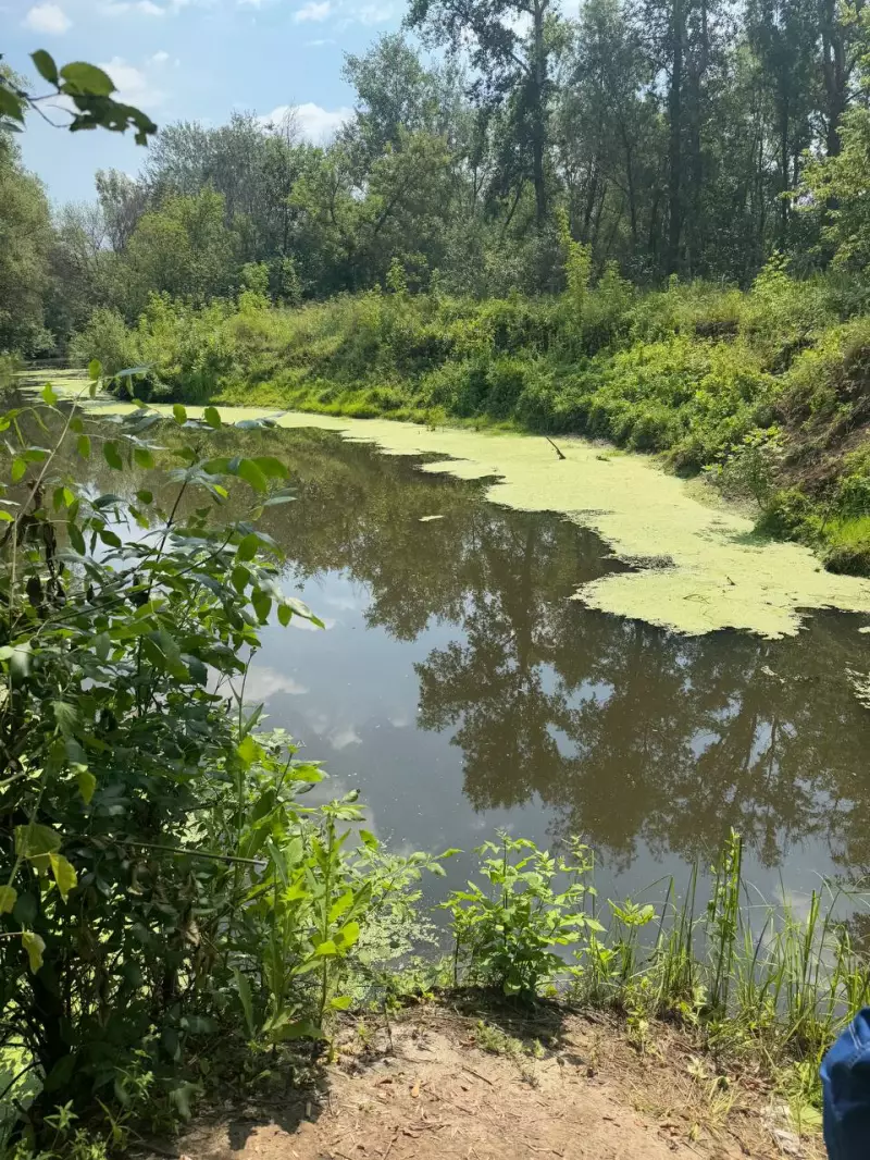 Замор рыбы на р. Падовка