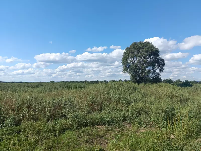 О рекультивации в Рождествено!